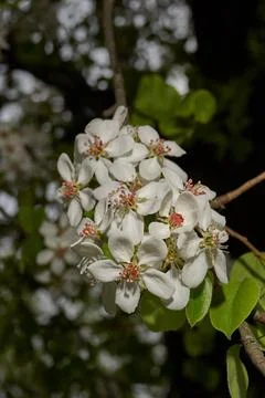 Pear flowers close-up on the background of a tree crown. Spring. Stock Photos
