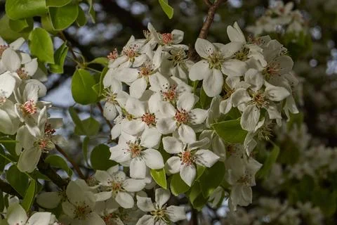 Pear flowers close-up on the background of a tree crown. Spring. Stock Photos