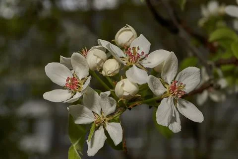Pear flowers close-up on the background of a tree crown. Spring. Stock Photos