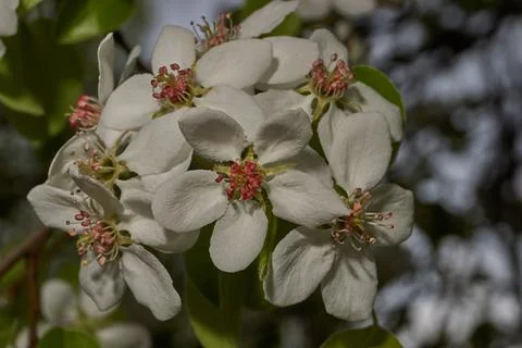 Pear flowers close-up on the background of a tree crown. Spring. Stock Photos