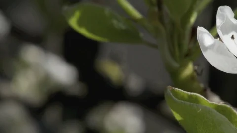 Pear flowers Video stock 74119696