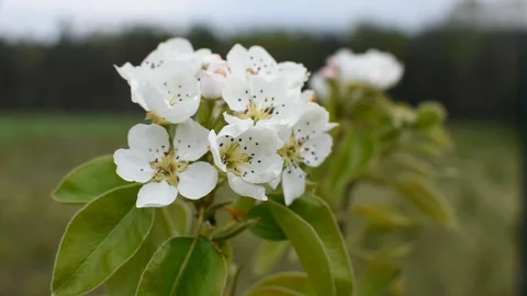 Pear flowers 스톡 동영상 107036446