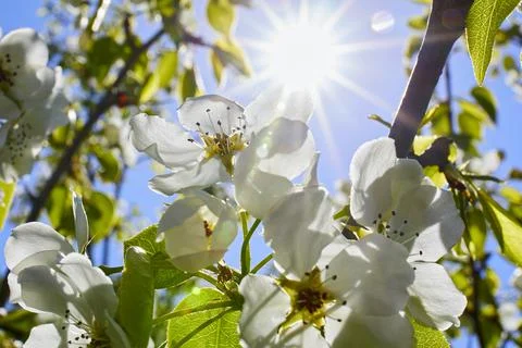 Pear flowers large with sun rays Stock Photos