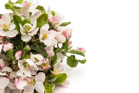 Pear flowers pattern on a white background. Foto stock