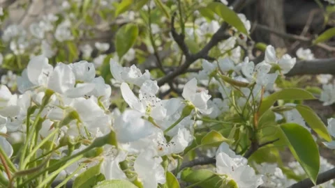 Pear flowers. Pear blossom close-up. Blossoming white pear blossom Stock Footage