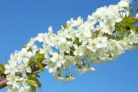 Pear flowers Stock Photos