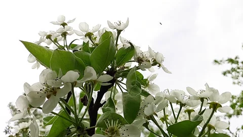Pear flowers in spring Stock Footage 154540570