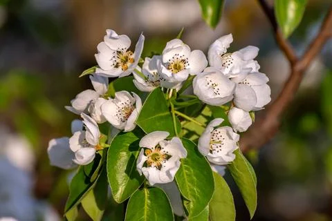 Pear flowers in spring Stock Photos