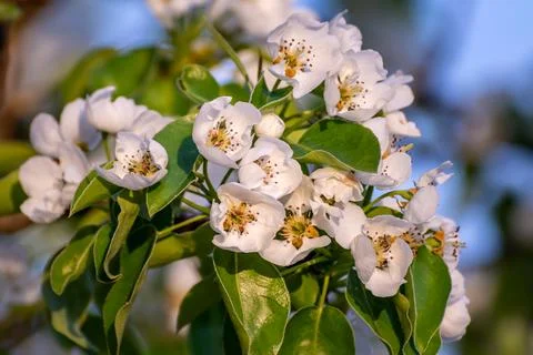 Pear flowers in spring Stock Photos