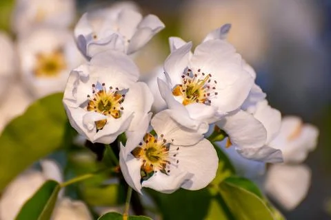 Pear flowers in spring Stock Photos