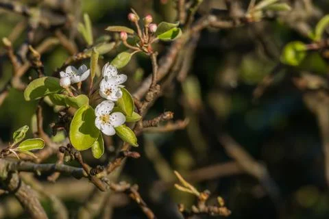 Pear flowers with sunlight pyrus tree Stock Photos