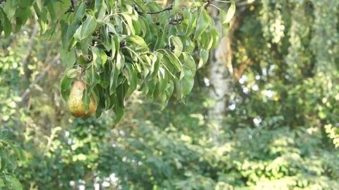 Pear Stock Footage 80607551