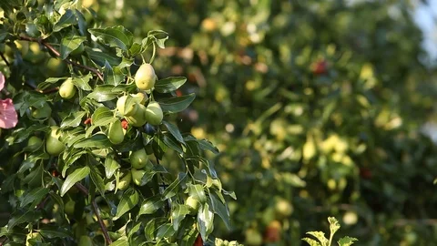 The pear Stock Footage 113054830