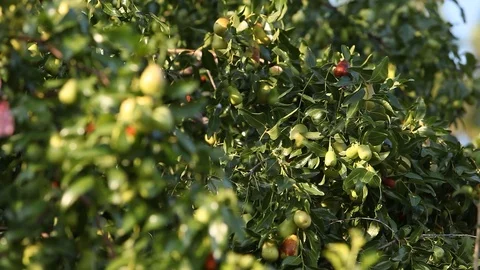 The pear Stock-Footage 113054866