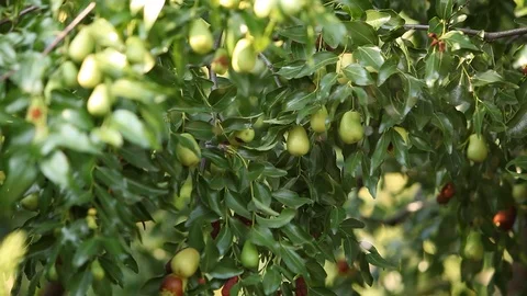 The pear Stock Footage 113055720