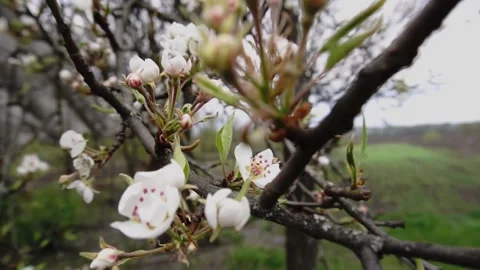 Pear Video stock 154428133