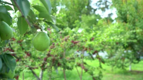 Pear in front of red plums on a branches of plum tree. Stock Footage 148074711