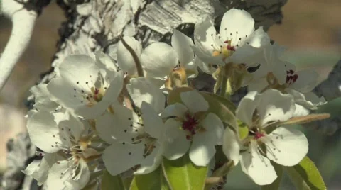 Pear Fruit Blossoms Stock Footage 320015