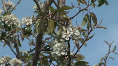 Pear Fruit Blossoms Stock Footage 327958
