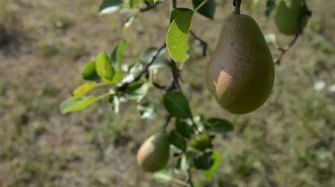 Pear fruit on the branch Stock Footage 53218195