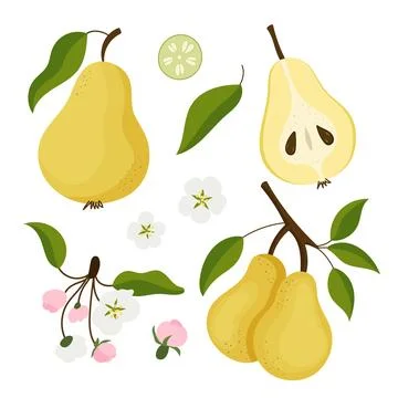 Pear fruit compositions in flat style. 스톡 일러스트