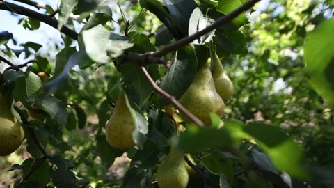 Pear is a fruit that differs from others. Stock Footage 292123920