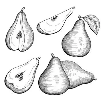 Pear fruit graphic black white isolated sketch illustration vector Stock Illustration