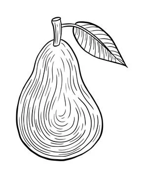 Pear fruit hand drawn engraved sketch drawing vector Stock Illustration