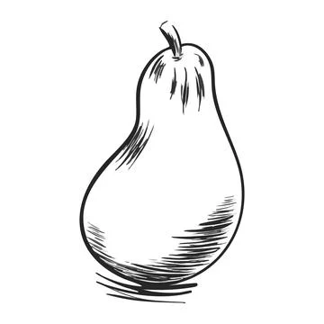 Pear fruit. Hand drawn sketch line art outline. Vector illustration isolated on Stock Illustration