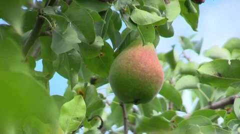 Pear fruit hanging on pear tree Stock Footage 65997247