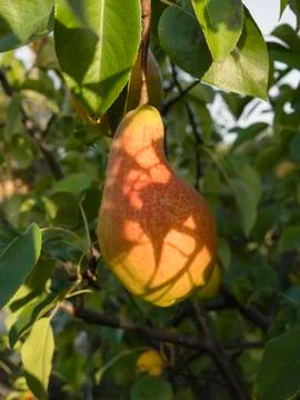 Pear fruit hanging on the tree Stock Photos
