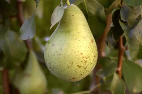 The pear fruit hangs on the tree. Stock Photos