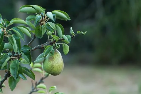 Pear fruit in the pear tree outdoors Stock Photos