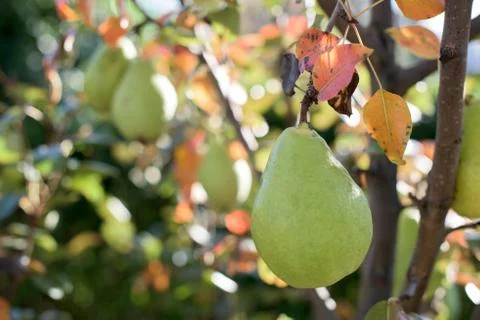 Pear fruit Stock Photos