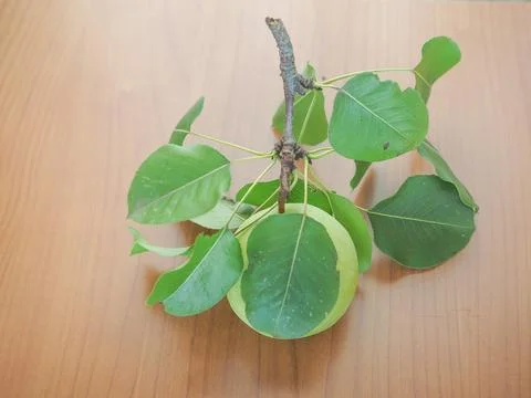 Pear fruit Stock Photos