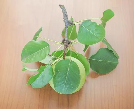 Pear fruit Stock Photos