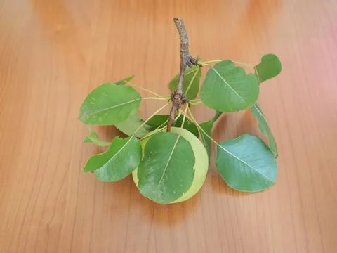 Pear fruit Foto stock