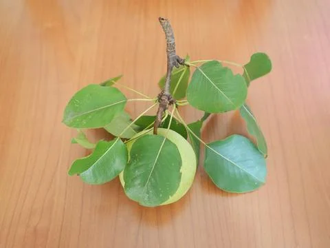 Pear fruit Stock Photos
