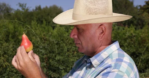 Pear Fruit Quality Detail Analyzed Farmer Verify Closeup Check Exterior Aspect Stock Footage 61455562