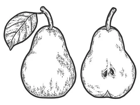 Pear fruit. set whole half, cut. Sketch scratch board imitation. Black and white Stock Illustration