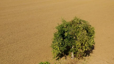 Pear fruit tree against earth landscape Video stock 141656261