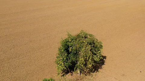 Pear fruit tree against earth landscape Video stock 141656360