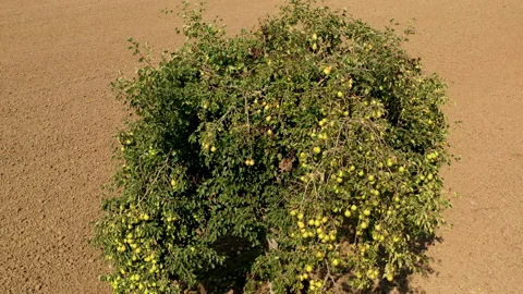Pear fruit tree against earth landscape Video stock 141656431