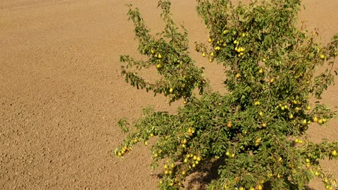 Pear fruit tree against earth landscape Video stock 141656525