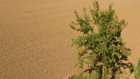 Pear fruit tree against earth landscape Video stock 141656593
