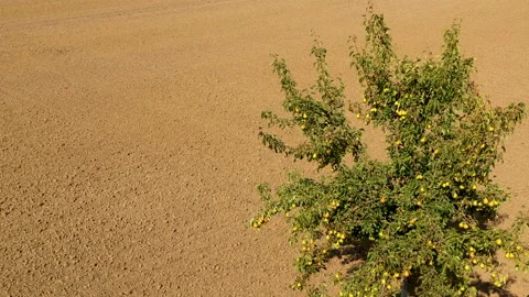 Pear fruit tree against earth landscape Video stock 141656677