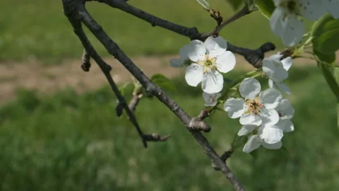 Pear Fruit Tree Flower Blossoms Swaying in Light Wind Breeze under Blue Sky i Stock Footage 149277240