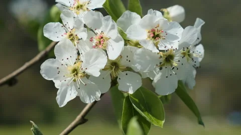 Pear Fruit Tree Flower Blossoms Swaying in Light Wind Breeze under Blue Sky i Stock Footage 149277697