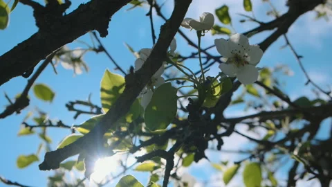 Pear Fruit Tree Flower Blossoms Swaying in Light Wind Breeze under Blue Sky i Stock Footage 149278294