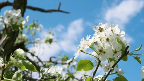 Pear Fruit Tree Flower Blossoms Swaying in Light Wind Breeze under Blue Sky i Stock Footage 149278718